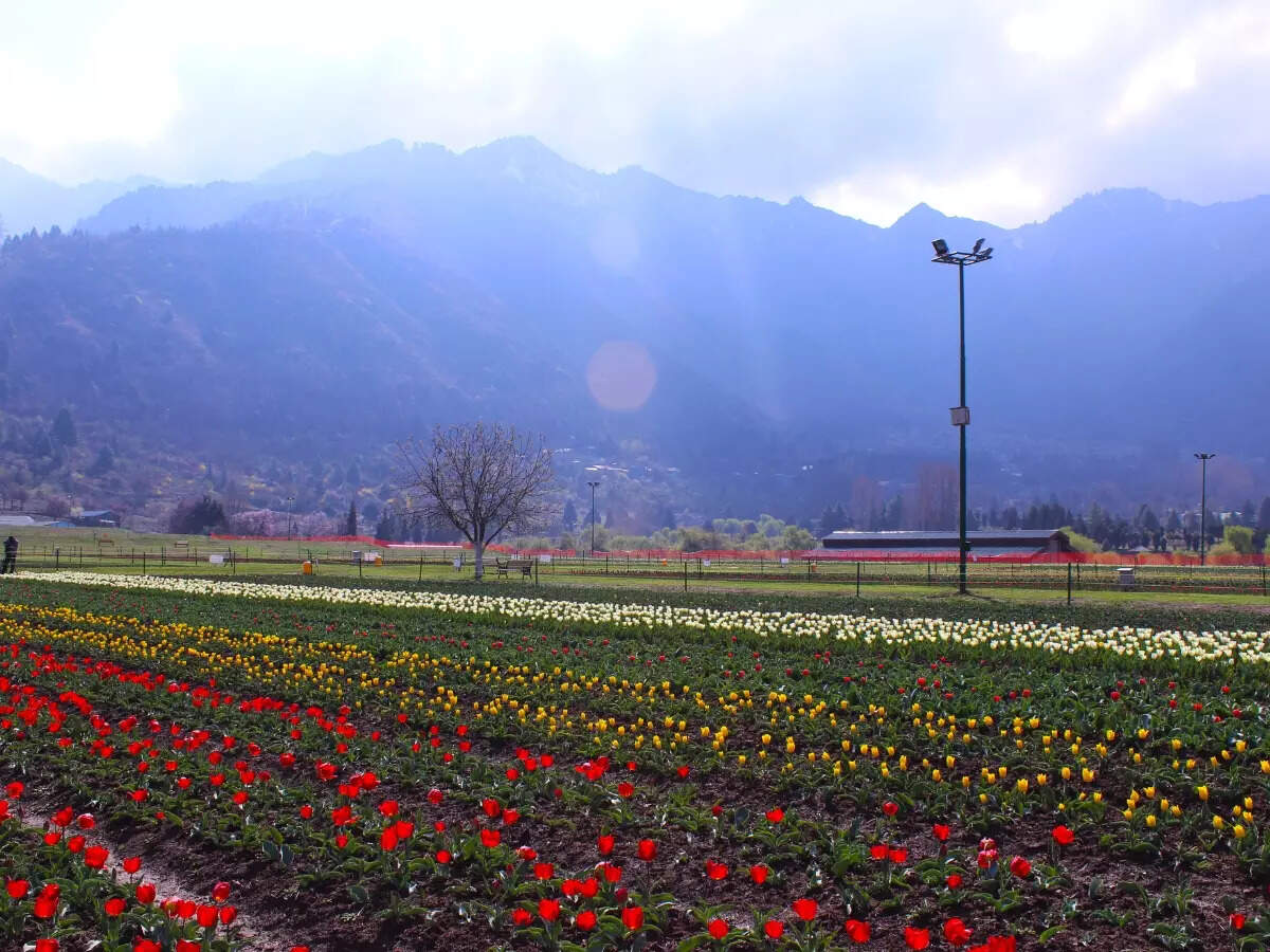 Srinagar: Asia’s largest tulip garden will open to the public from March 23 Srinagar: Asia’s largest tulip garden will open to the public from March 23