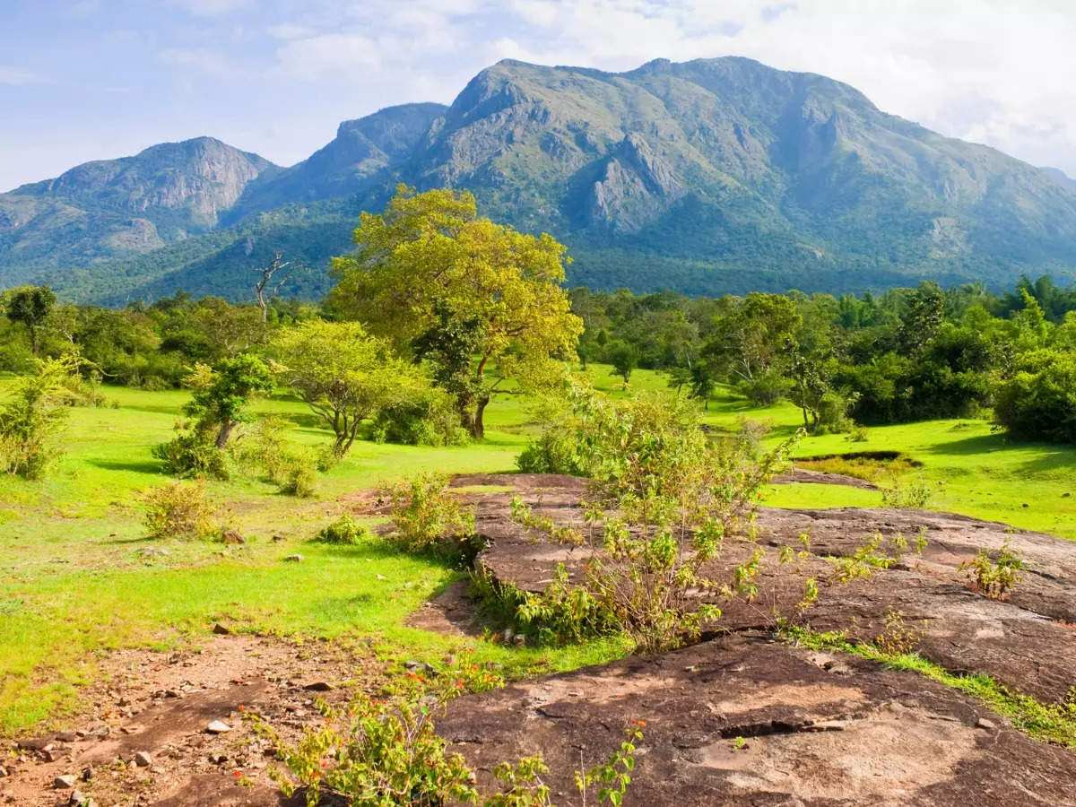 Tamil Nadu: Theppakadu Elephant Camp in Mudumalai National Park for a ...