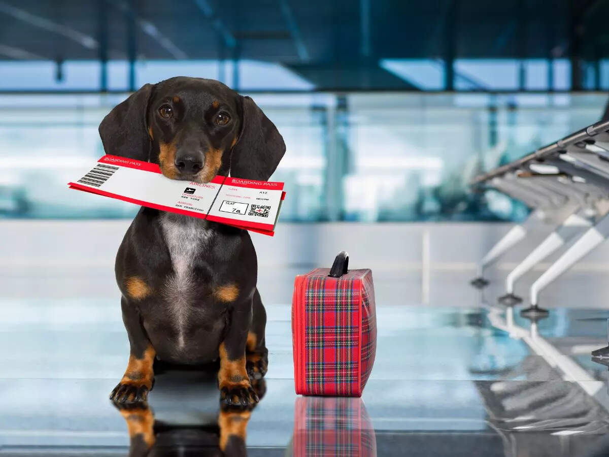 American Airlines Pets Policy American Airlines eases its flying with