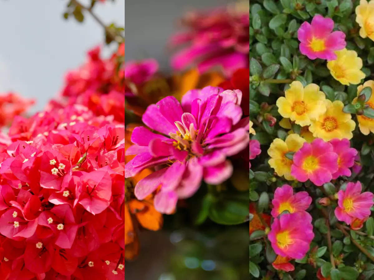 Stay blooming all summer: 10 low-maintenance flowers that thrive with minimal watering