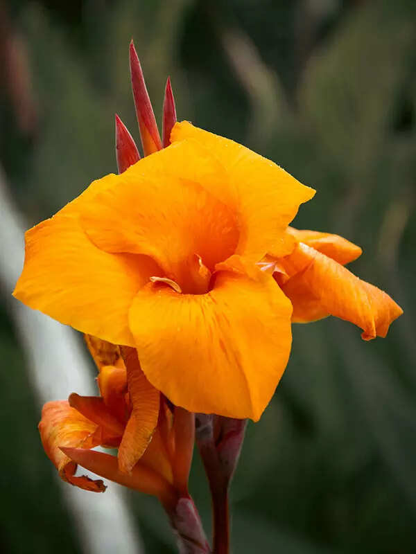 Canna Lily