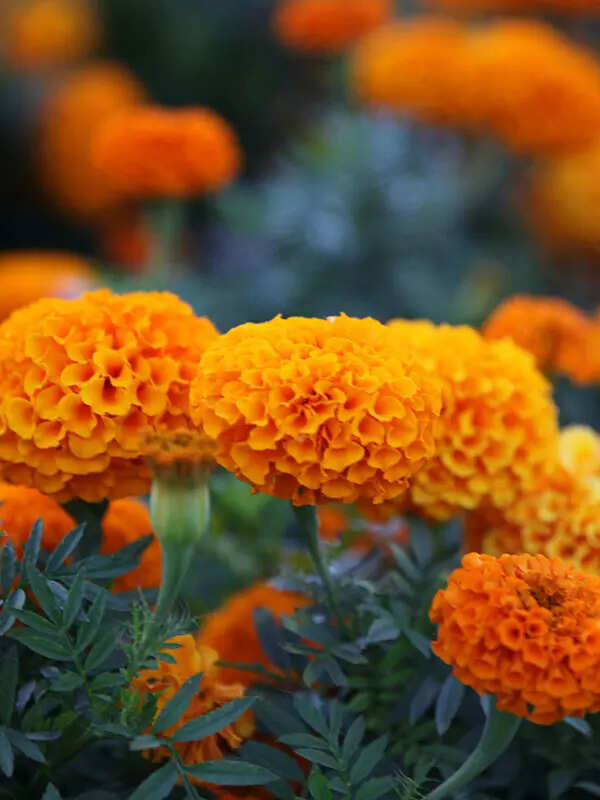 Marigold (Genda)