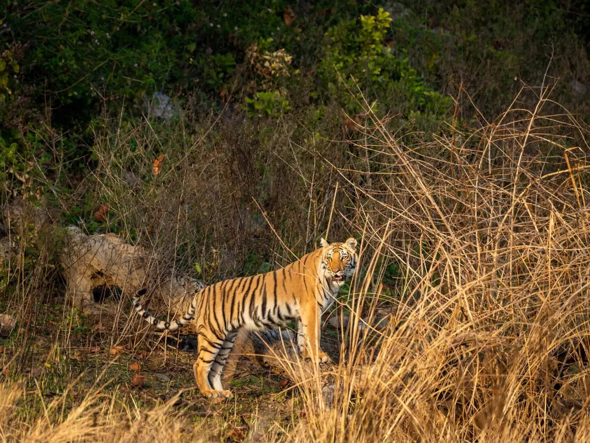 Sachin Tendulkar’s wildlife adventure at Jim Corbett National Park’s ...