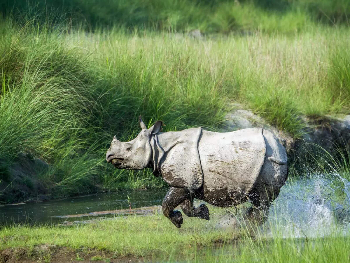Kaziranga National Park in Assam witnesses record-breaking tourists and revenue in 2023-24