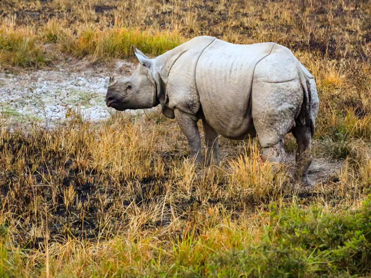 Kaziranga National Park in Assam witnesses record-breaking tourists and revenue in 2023-24