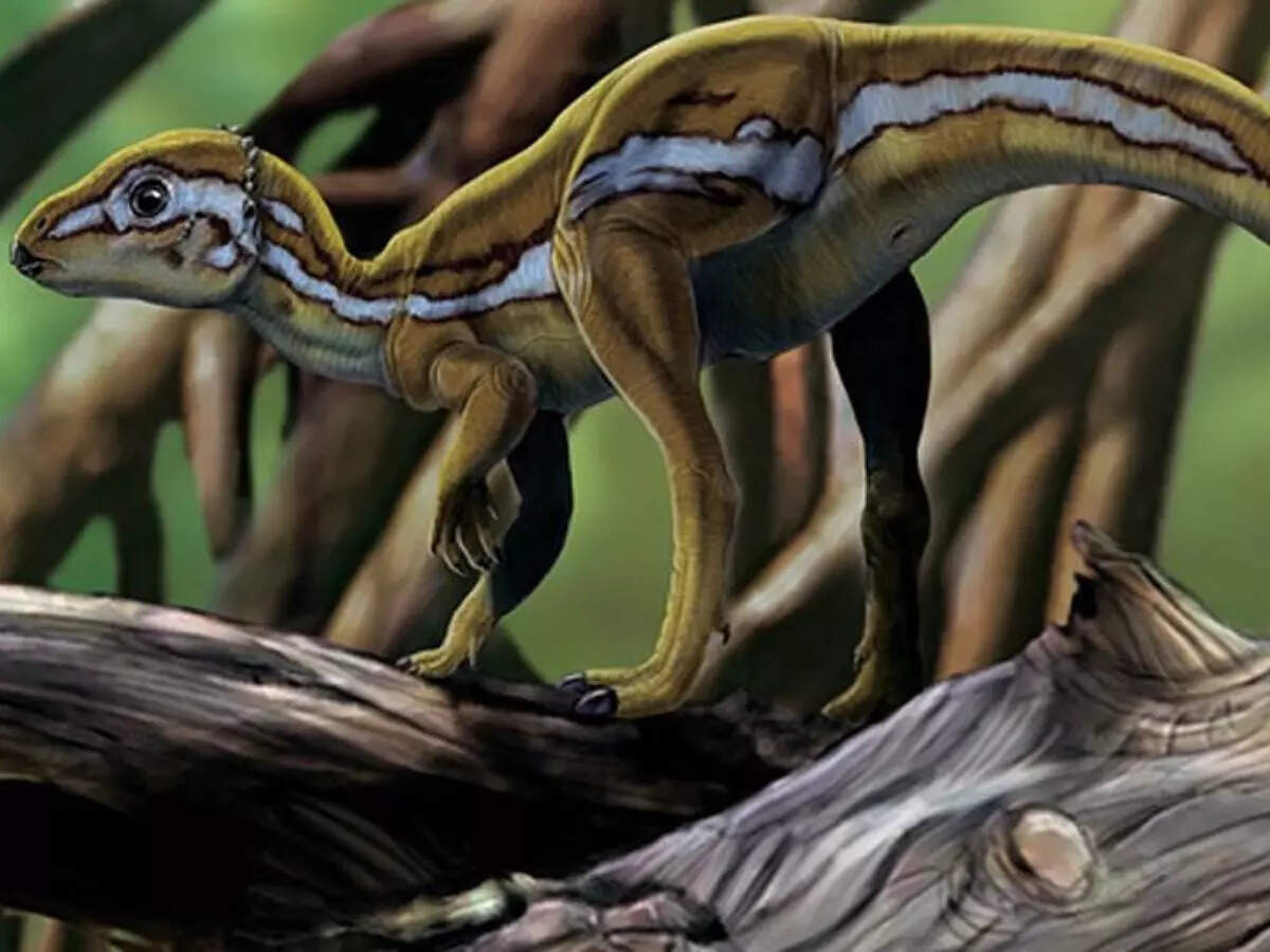 The Smallest Dinosaurs Smallest Dinosaur Ever Found Was Hummingbird 