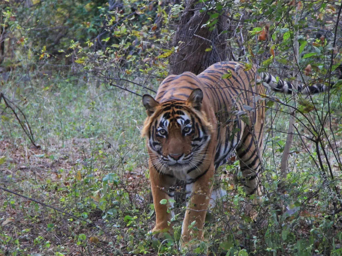 Guide To Safari In Ranthambore – Gates With Maximum Tiger Sighting 