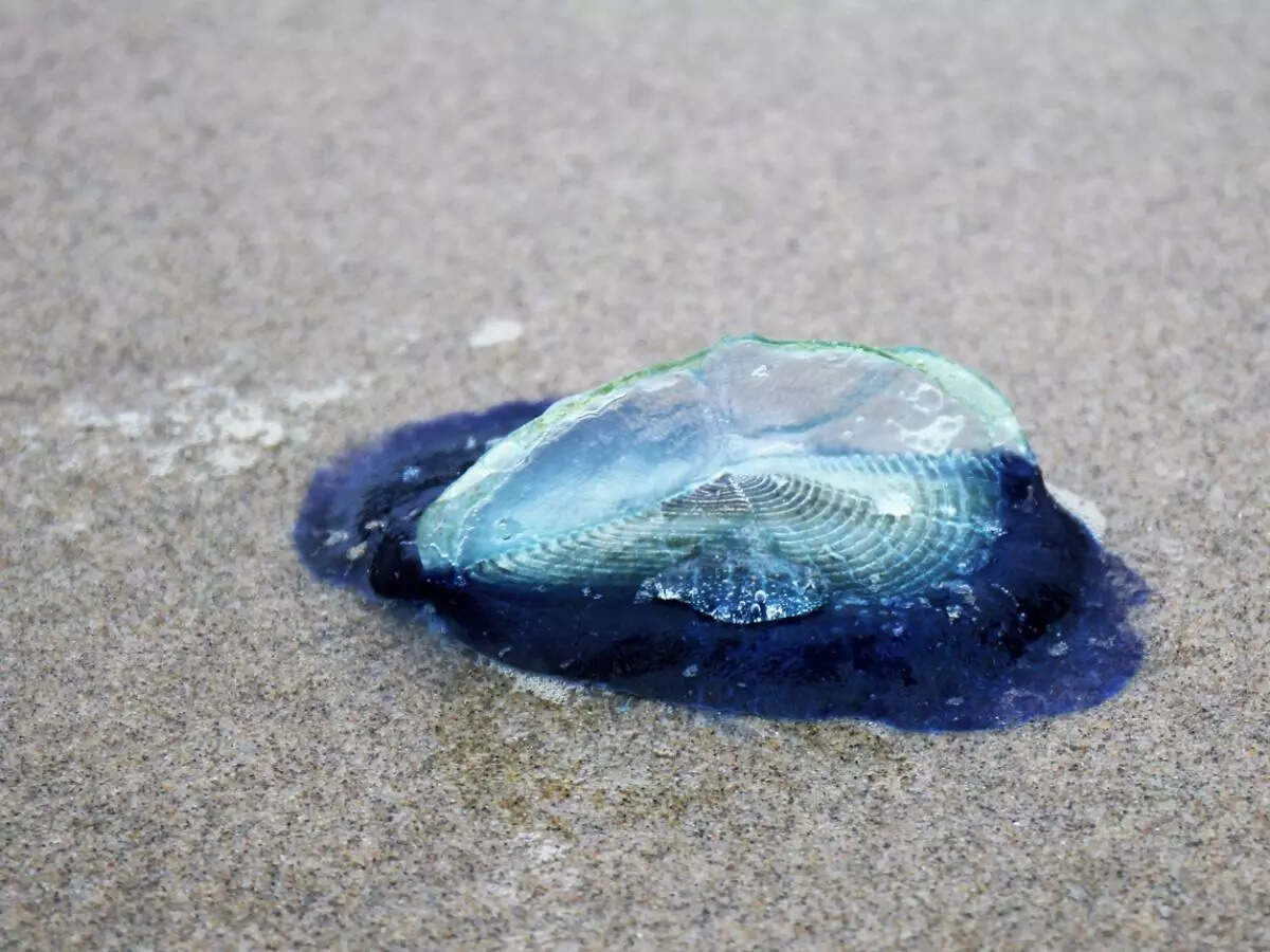 What is this mysterious tide? Millions of blue, alien-like creatures blanketing US beaches What is this mysterious tide? Millions of blue, alien-like creatures blanketing US beaches