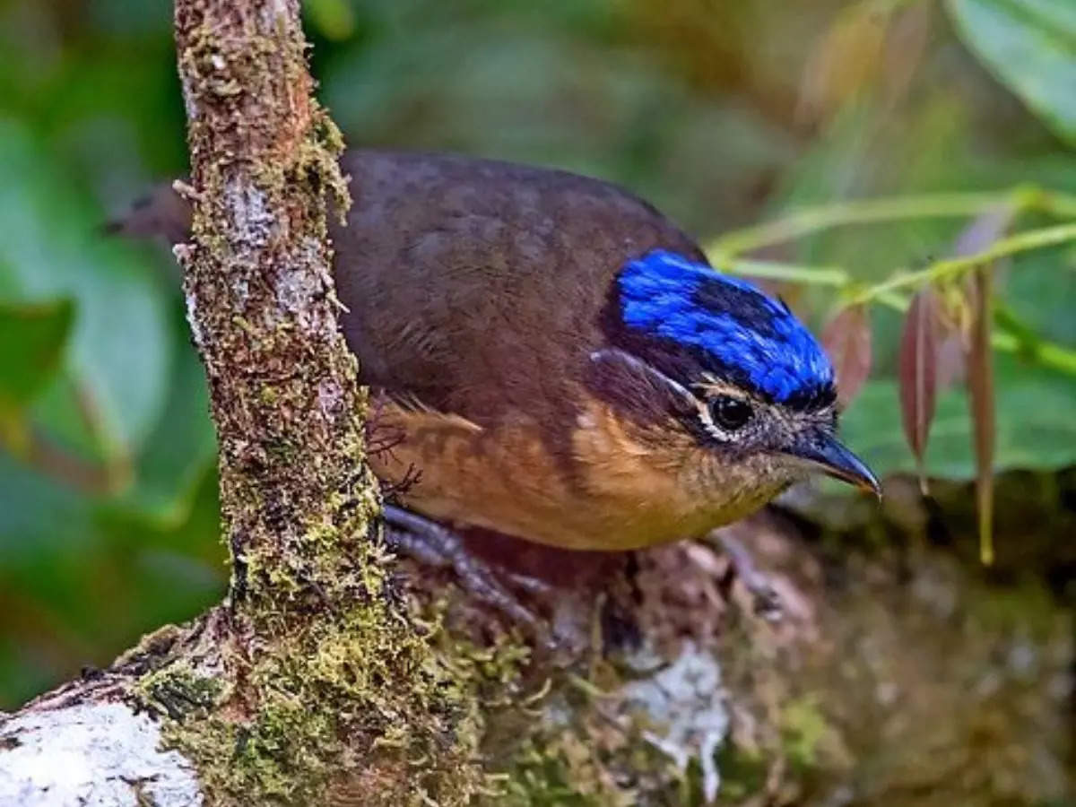 Most poisonous birds in the world