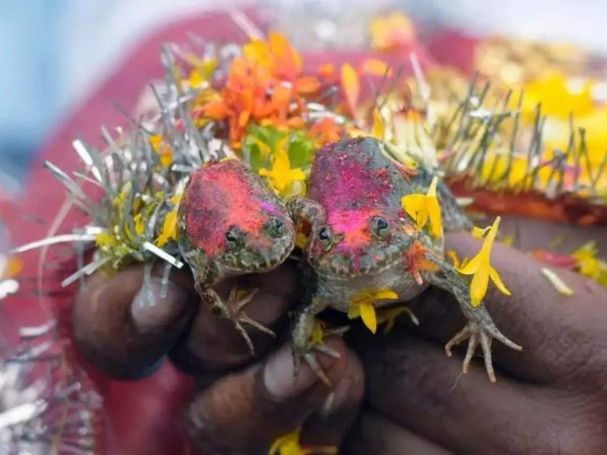 All about the unique ritual of frog weddings in India