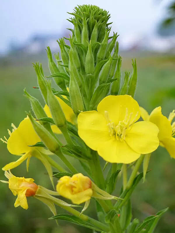Evening Primrose
