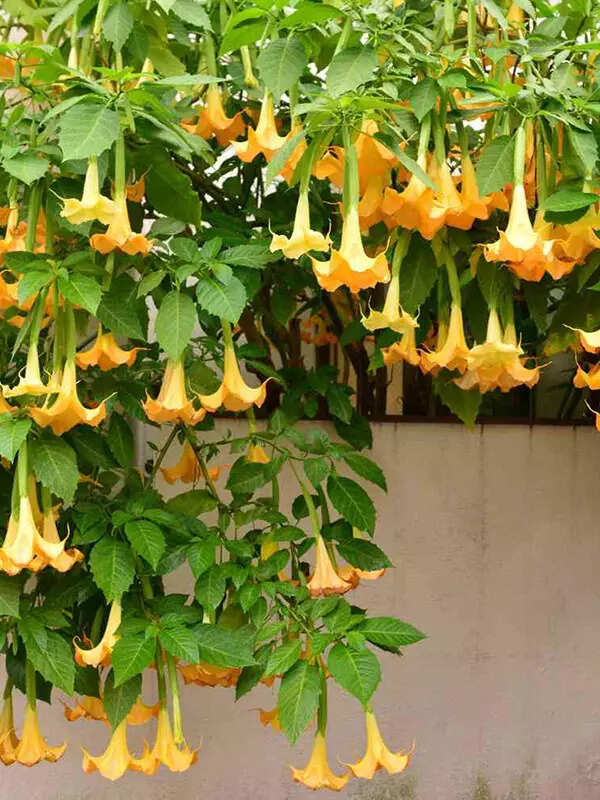 Angel's Trumpet