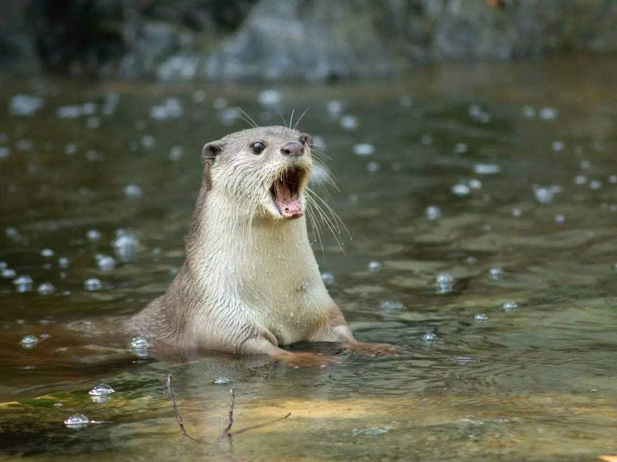 700 species of wildlife discovered inside Cambodian mangroves!