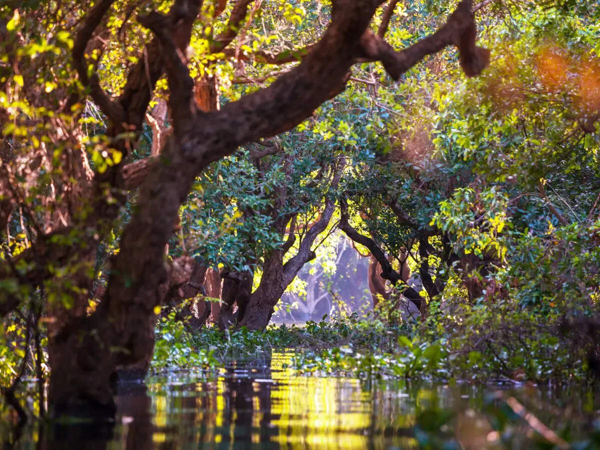 700 species of wildlife discovered inside Cambodian mangroves!