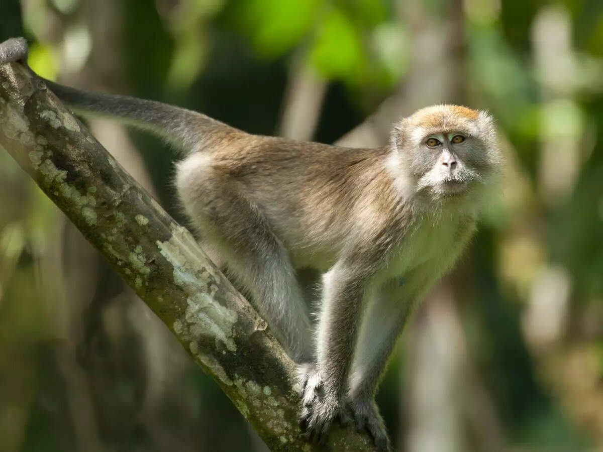 700 species of wildlife discovered inside Cambodian mangroves!