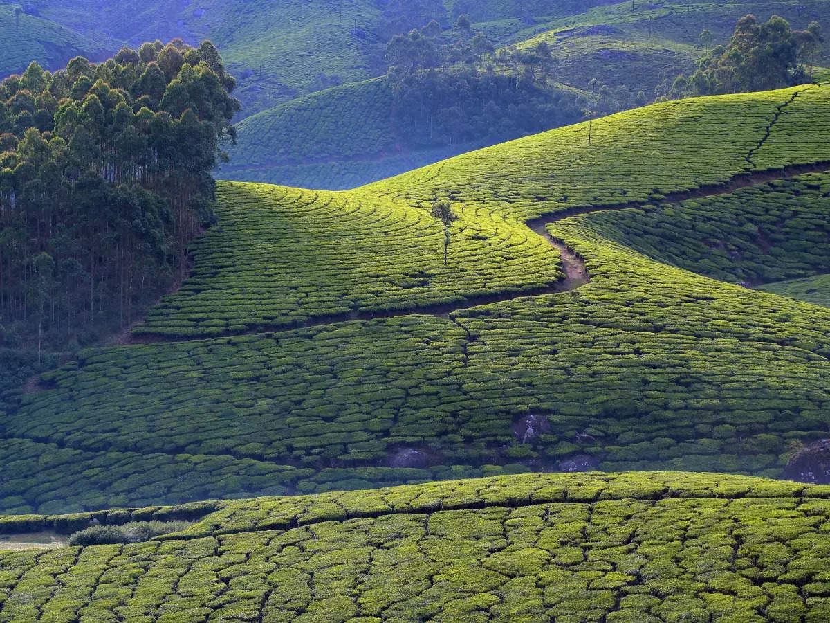Quick guide to Munnar –  How to reach and places to visit