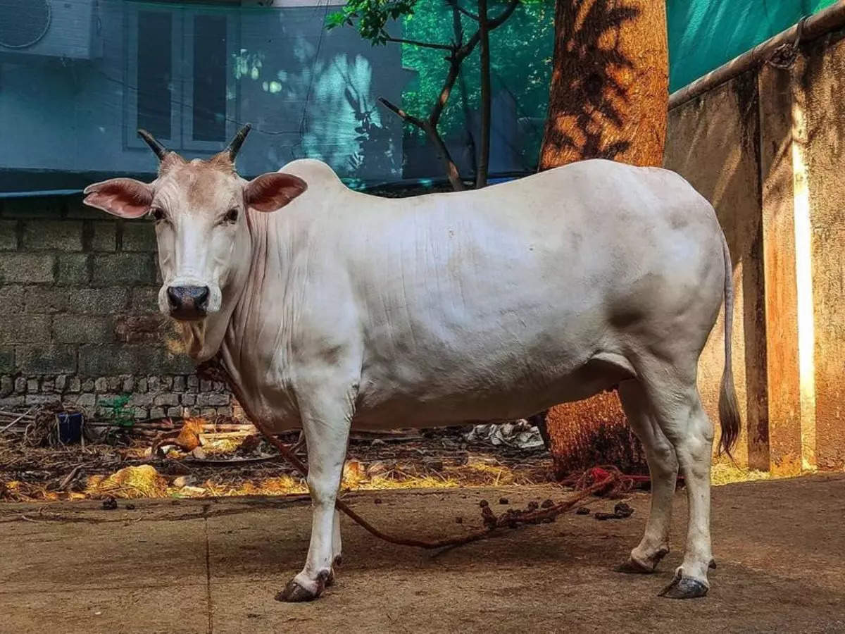 kerala cow breeds