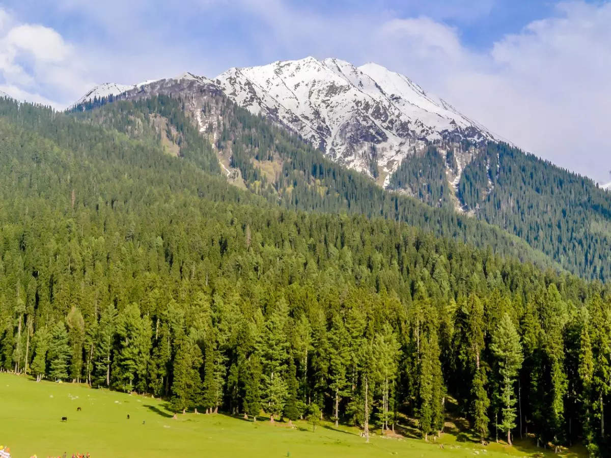 Exploring Yusmarg: A hidden gem of Kashmir, - Times of India Travel