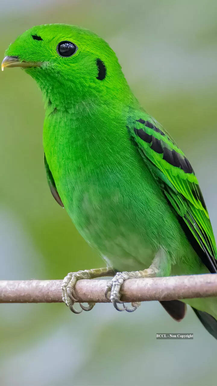 Green Birds Species New Zealand Bellbird green-birds-species-new-zealand-bellbird