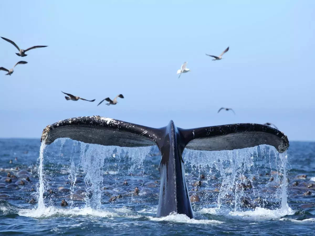 Spotting whales in India: 5 famous destinations to witness these majestic creatures