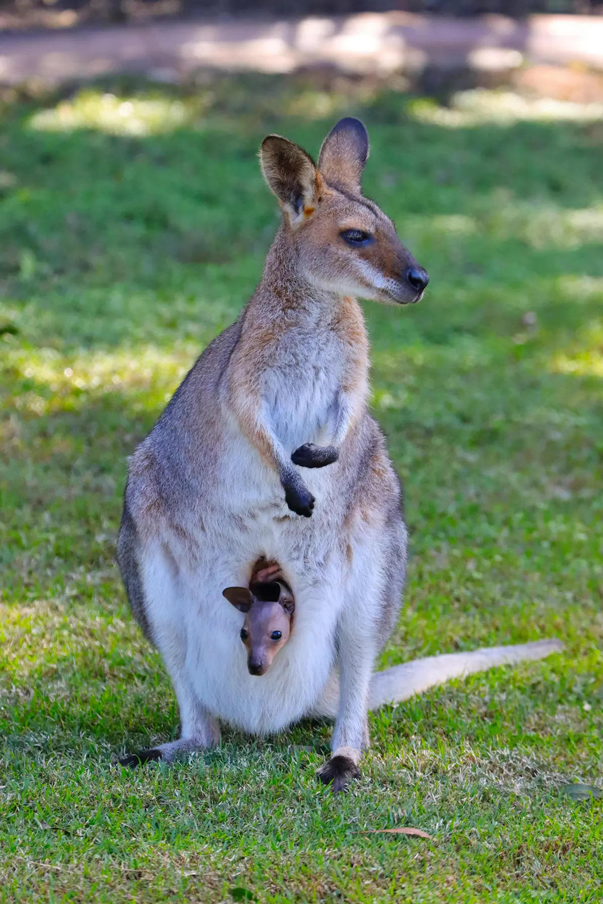 ​Kangaroo recognised as world's largest hopping animal​