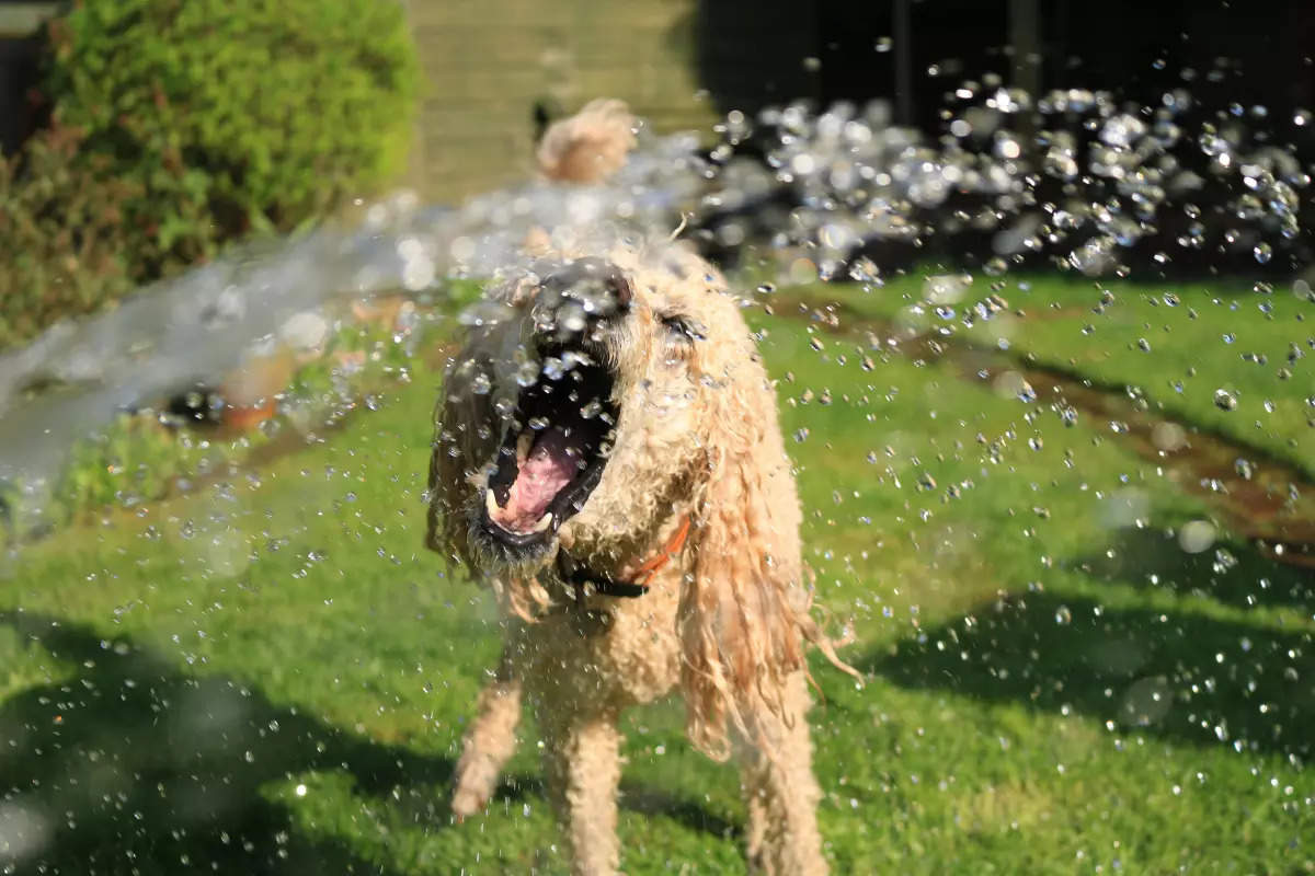 5 ways to keep your furry friend healthy during summers