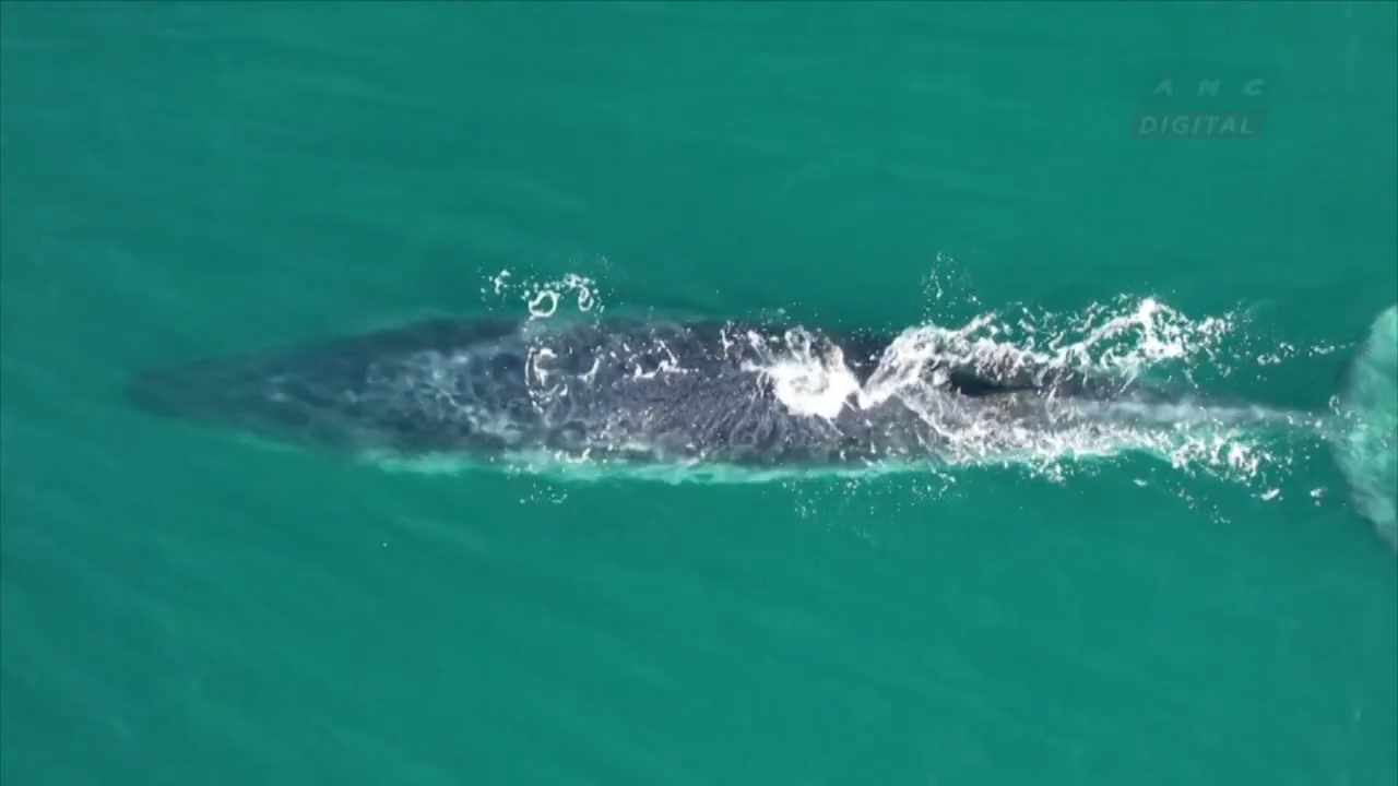 This giant whale has resurfaced after disappearing for more than a 100 ...