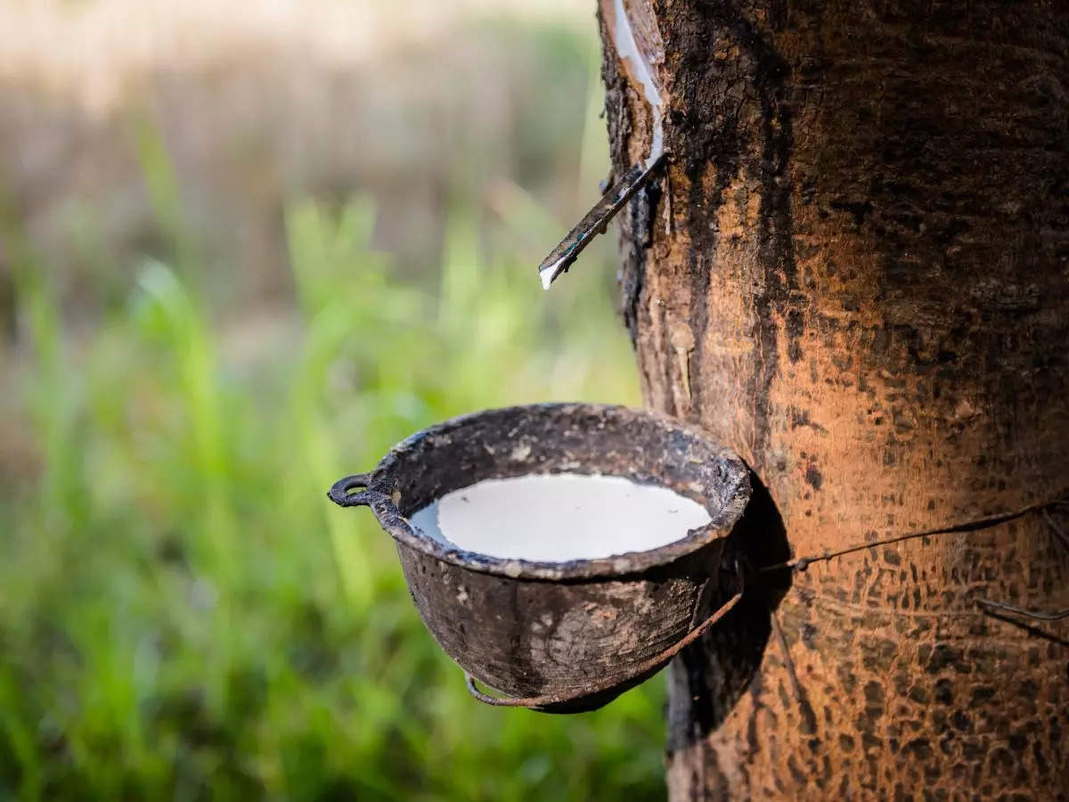 Rubber producing states in india discount
