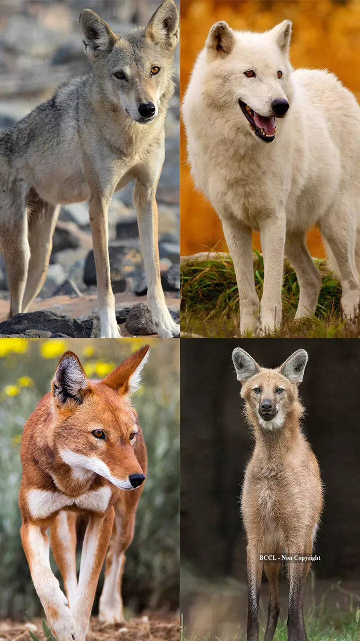 Beautiful Pictures Of Wolves
