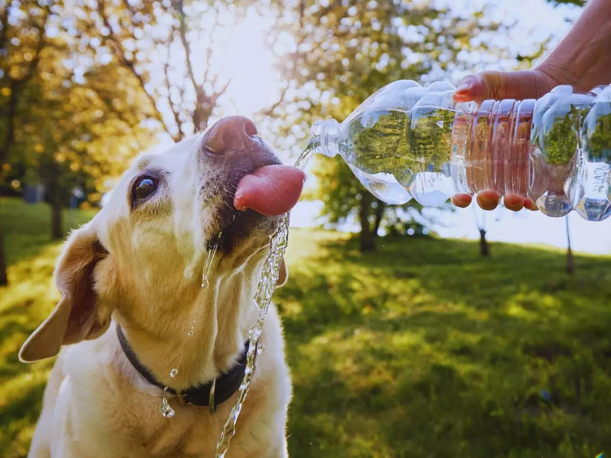 Delhi's hottest day ever: Mercury level reaches 52.3 degrees today; record-breaking, highest temperature in history