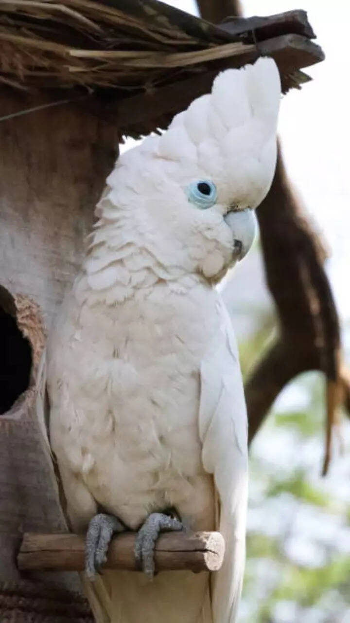 pet-birds-in-india-infoupdate