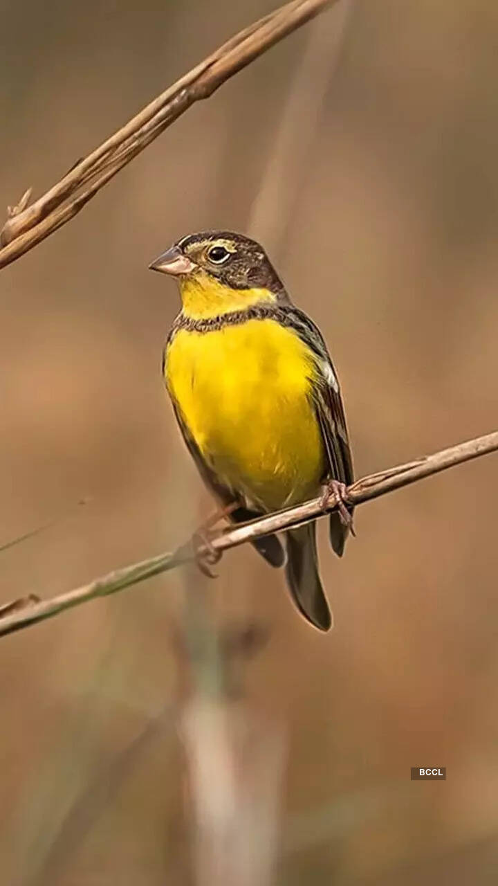10 yellow birds that are nature's treasures to humanity | Times of