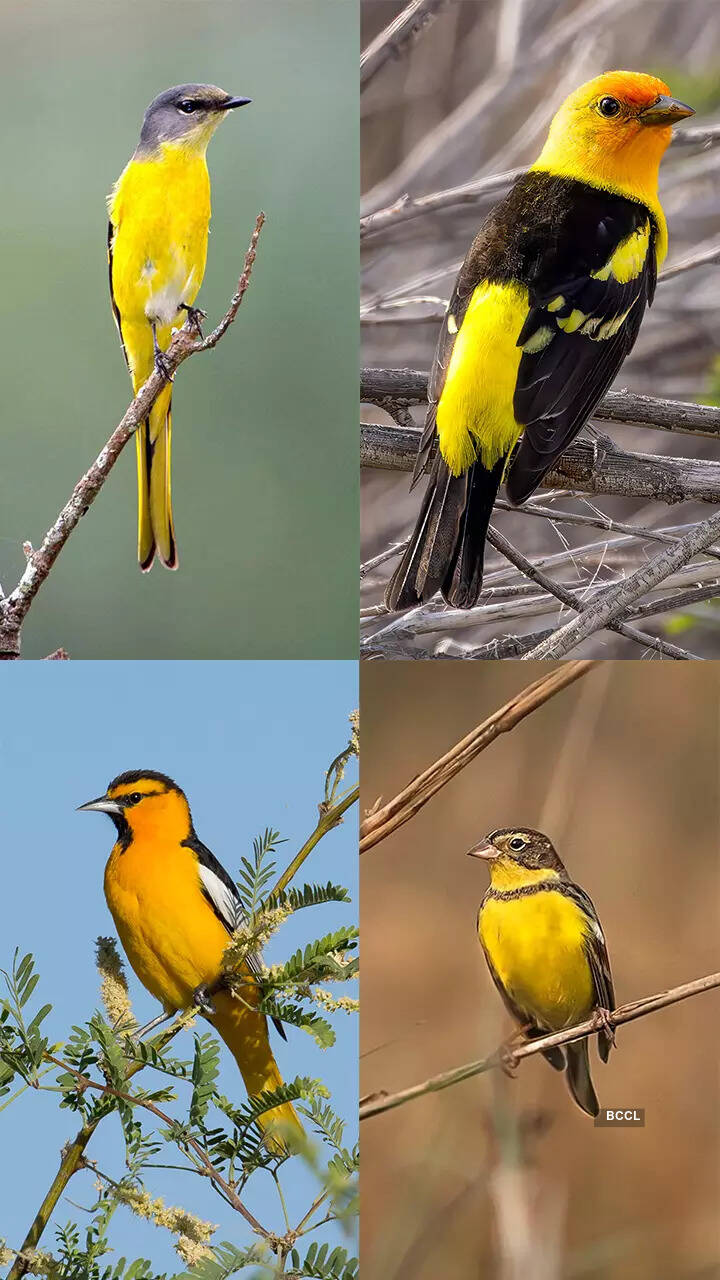 10 yellow birds that are nature's treasures to humanity | Times of