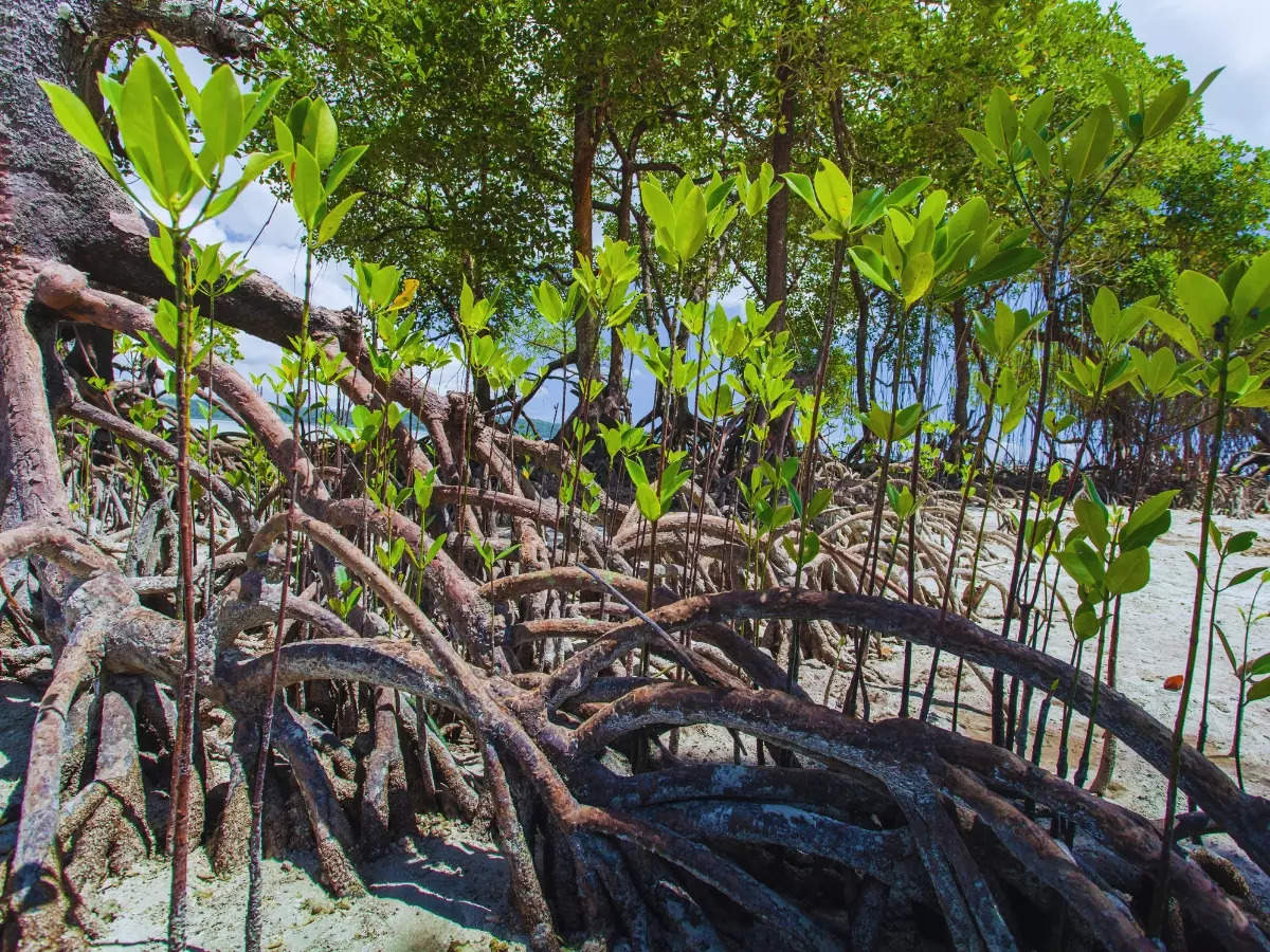 Odisha's Bhitarkanika mangrove forest is an ecological gem; here’s why ...