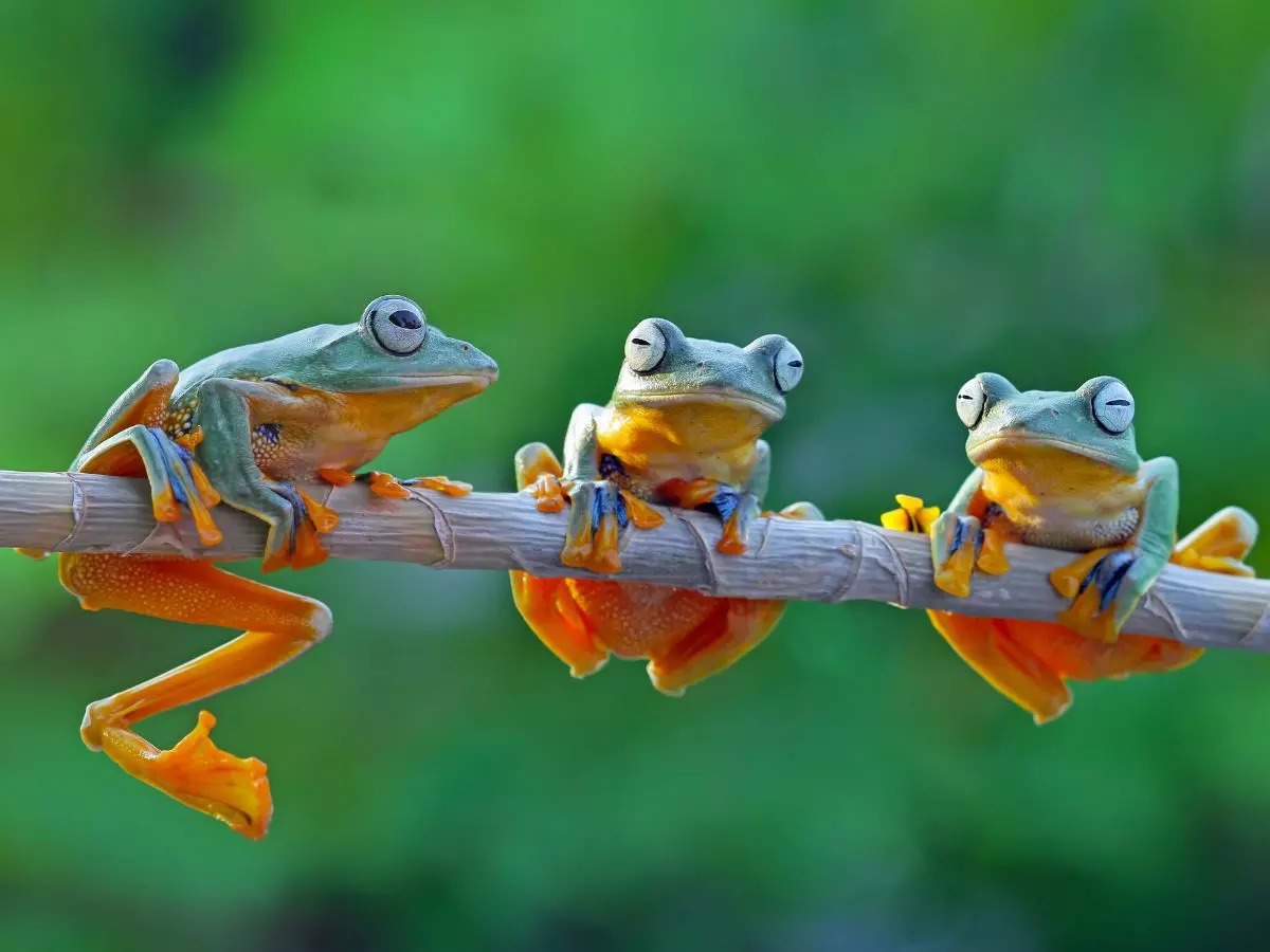 10 types of frogs found around the world