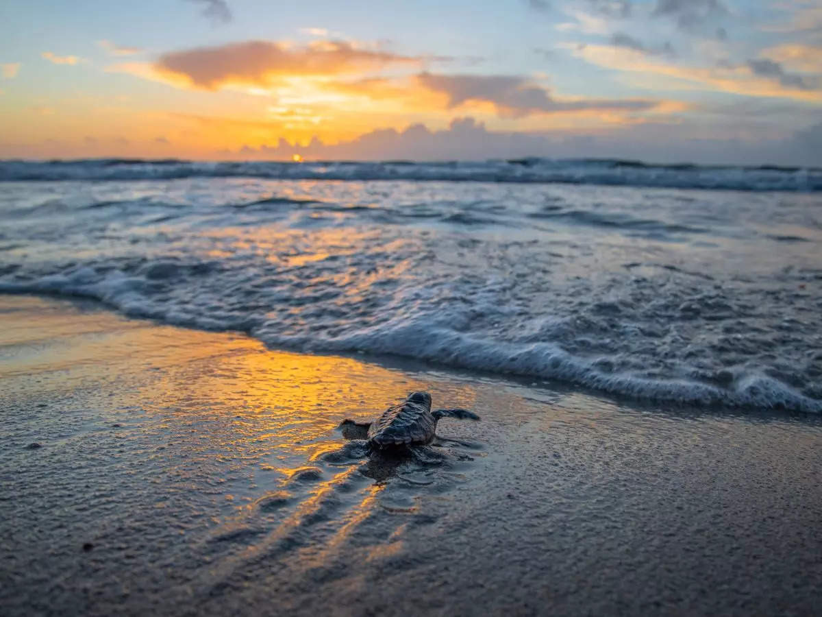 World Sea Turtle Day: 5 beautiful place to witness turtle hatchlings in India