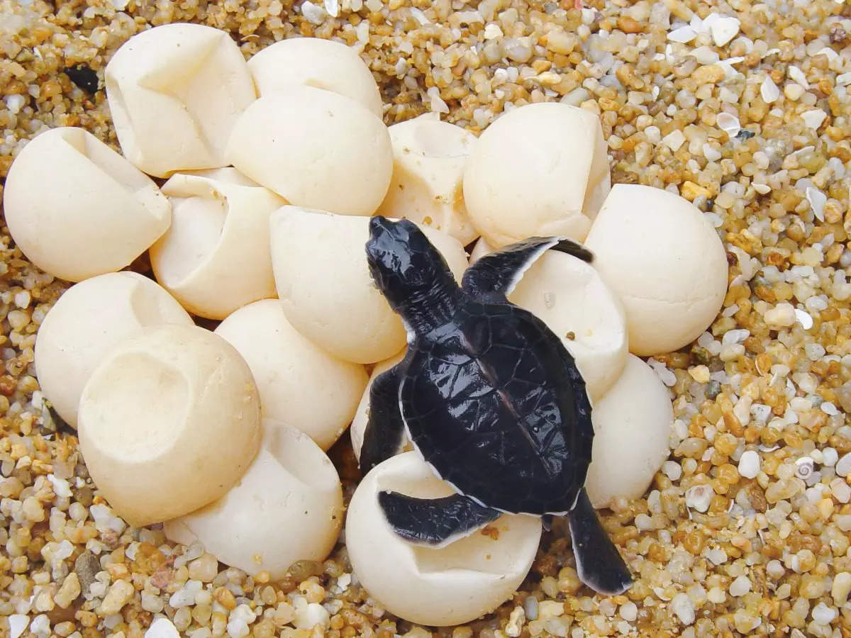 World Sea Turtle Day: 5 beautiful place to witness turtle hatchlings in India