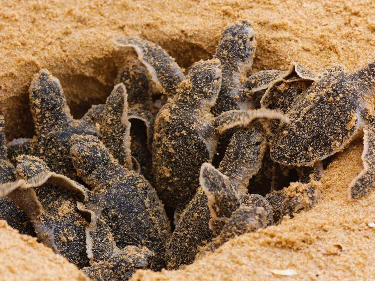 World Sea Turtle Day: 5 beautiful place to witness turtle hatchlings in India