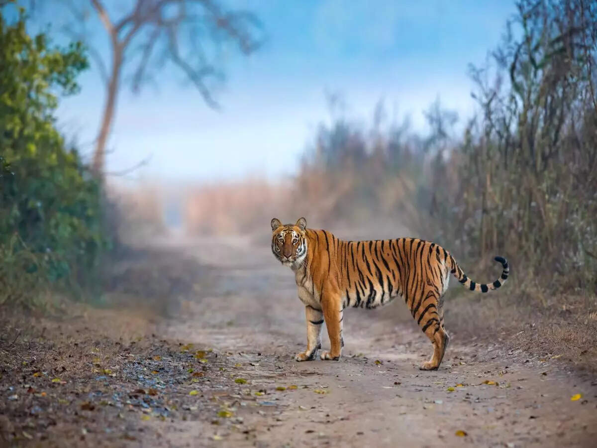 UP: Ranipur Tiger Reserve to be turned into an eco-tourism destination UP: Ranipur Tiger Reserve to be turned into an eco-tourism destination