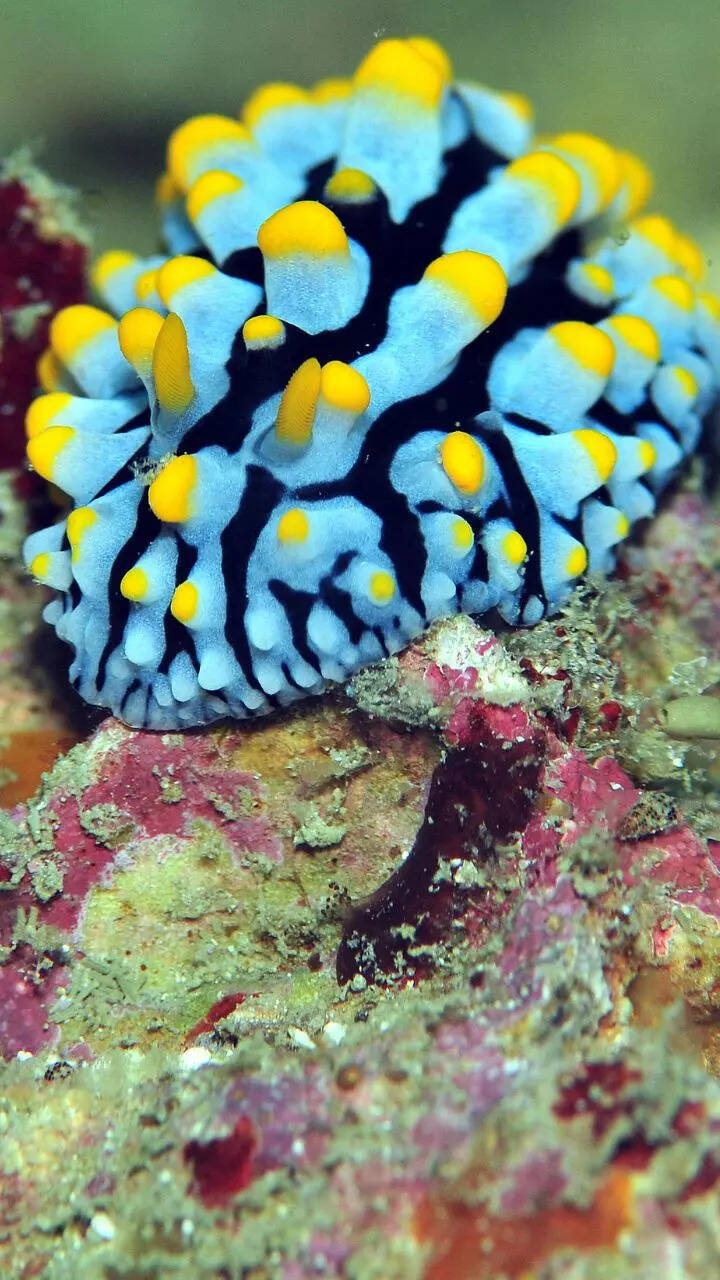 Beautiful Marine Animals Journey Under The Sea With 15 Amazing Photos