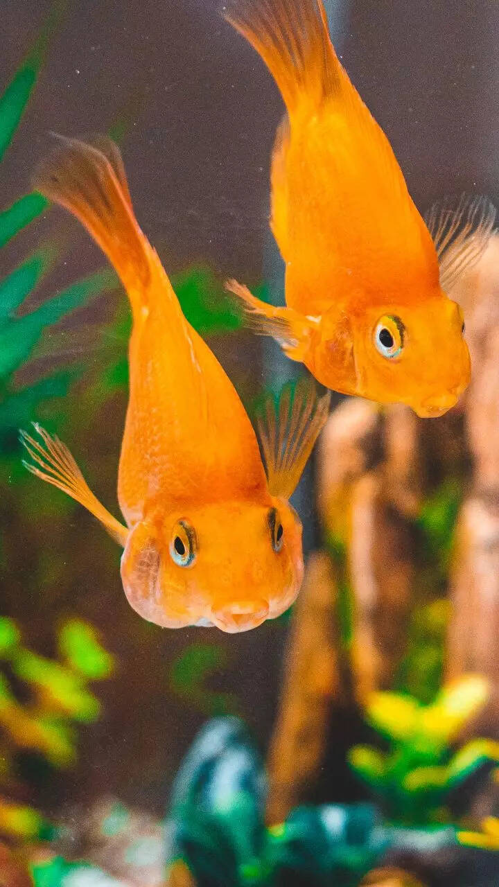 Freshwater Aquarium Fish Types With Pictures The Best Angelfish Tank