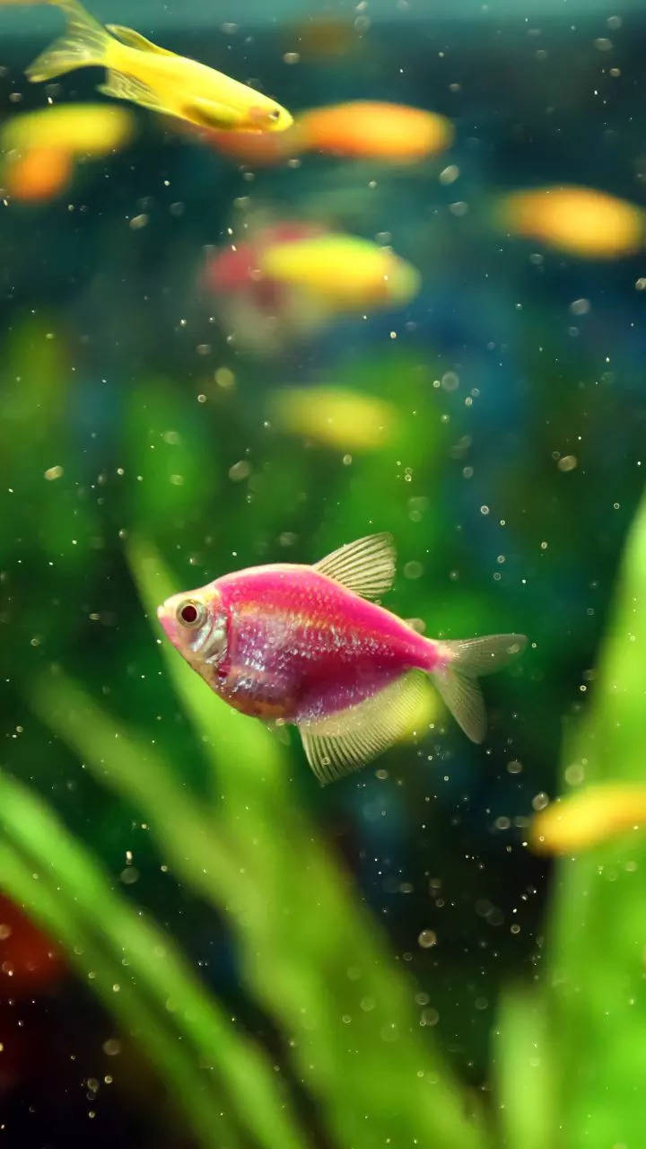 10 fishes that can be kept in small home aquariums Times of India