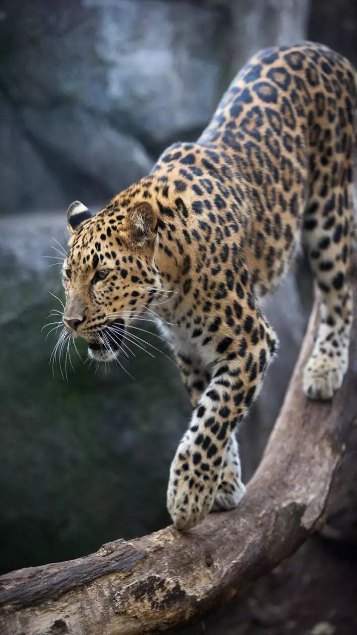 Types Of Leopards Amur Leopard | Species | WWF