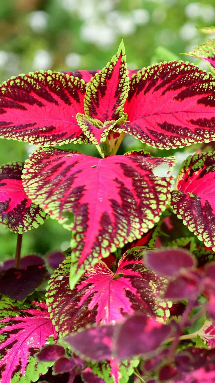 9 beautiful plants with colourful leaves | Times of India
