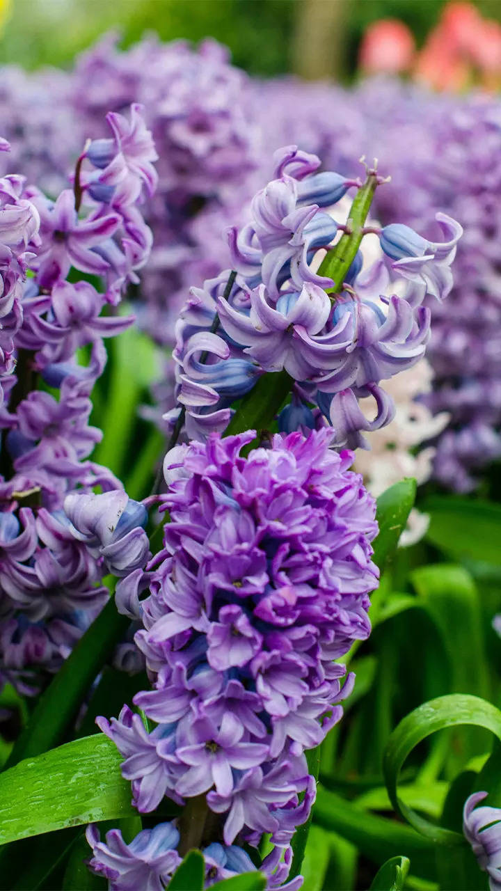 World-renowned purple blooms | Times of India