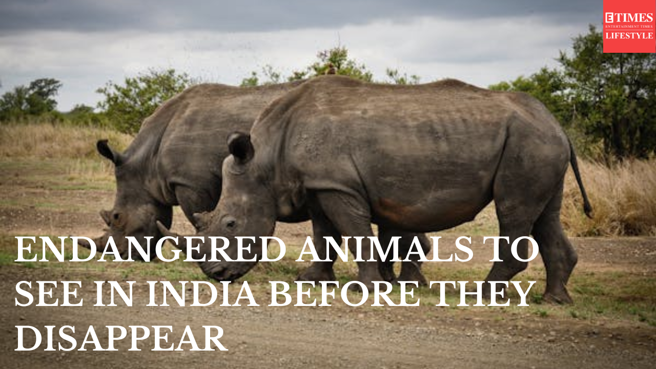 ENDANGERED ANIMALS TO SEE IN INDIA BEFORE THEY DISAPPEAR