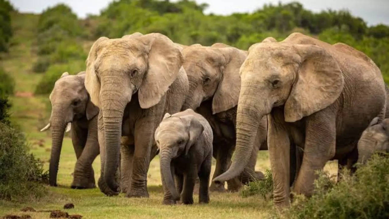 International Elephant Day Here are some unknown facts about world's