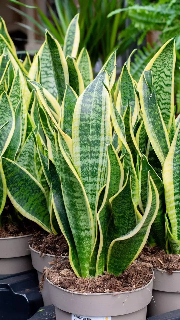 things that make the Snake Plant a blessing for indoors  Times