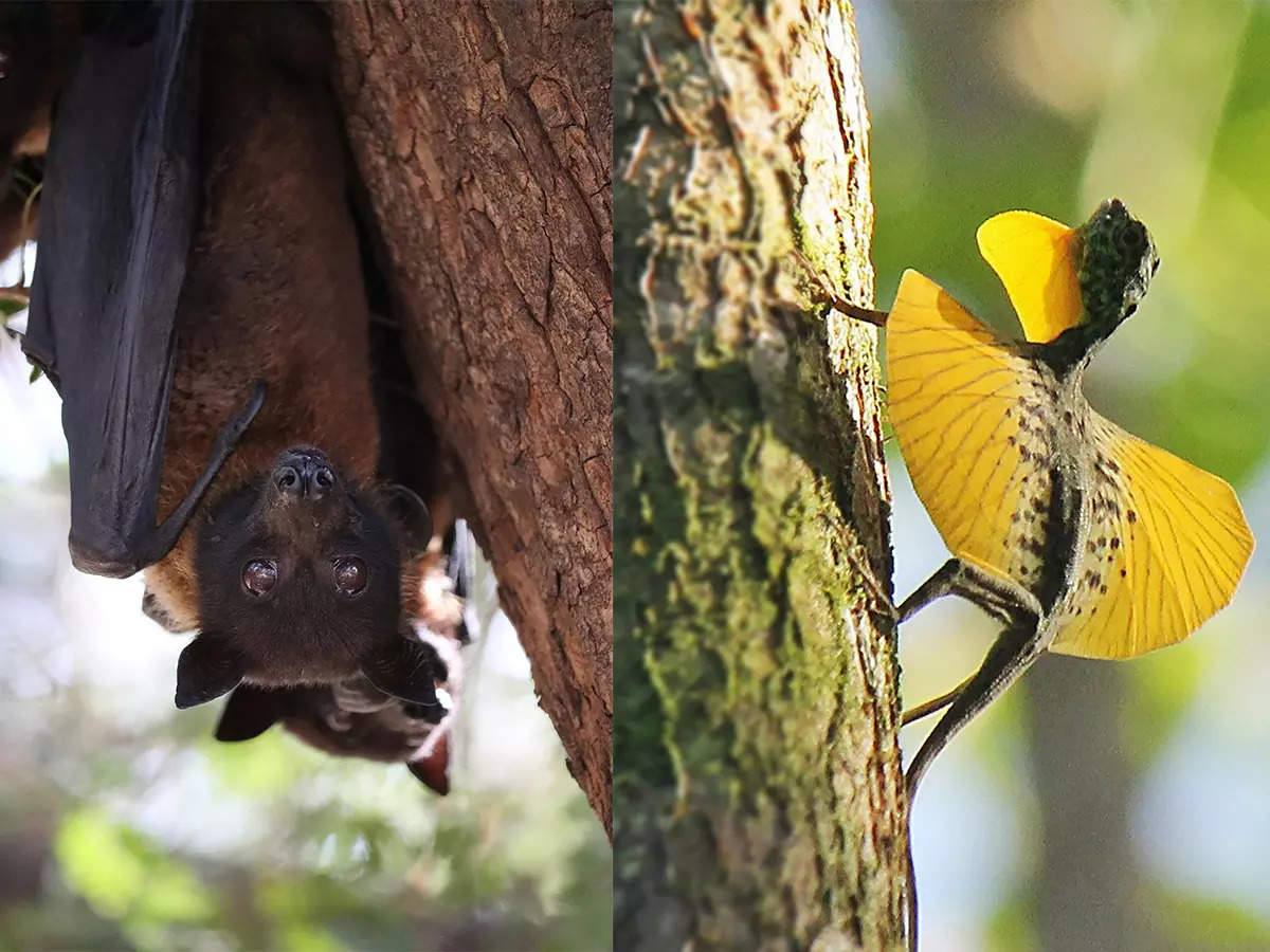 ​Discover the remarkable variety of winged animals with these fascinating examples​