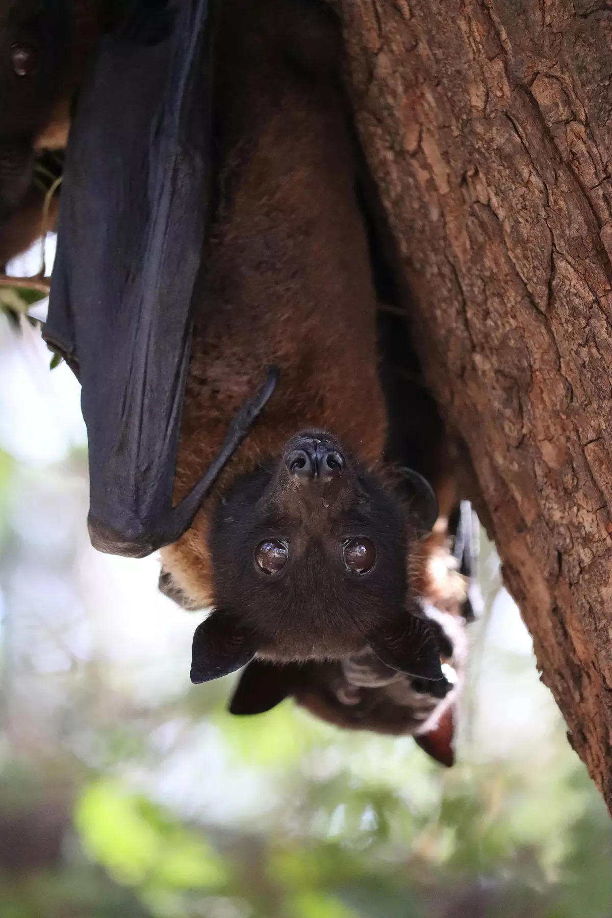 ​Discover the remarkable variety of winged animals with these fascinating examples​